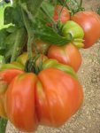 Tomaten 2012 011.jpg