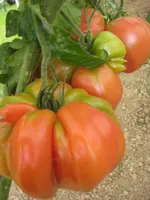 Tomaten 2012 011.webp