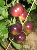 Tomaten 2012 017.webp