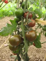 Tomaten 2012 023.webp