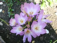 Herbstzeitlose.webp