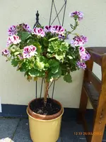 27.07.2012 029.webp