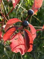 Hartriegel_128.webp