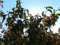 Hartriegel_053.webp