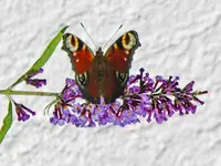 Schmetterling_174.webp