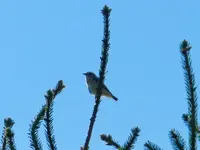 Unbekannter Vogel_063.webp