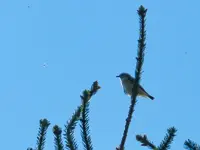 Unbekannter Vogel_065.webp