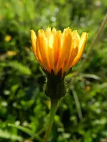 Habichtkraut_117.webp