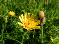 Habichtkraut_374.webp