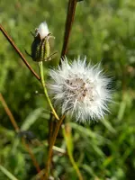 Habichtkraut_304.webp