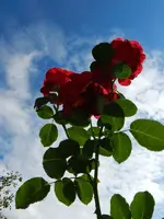 Rosen_009.webp