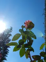 Rosen_098.webp