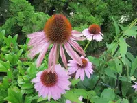 037.webp