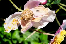 2012_0918Sommer0029 und fliege.webp