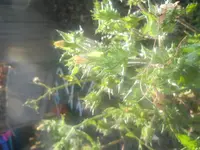 DSCN1821.webp