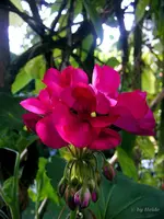 _Geranie 18.09..webp