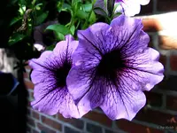 _Petunie fliederfarben.webp