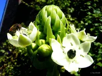 _unbek. 18.09.2012.webp