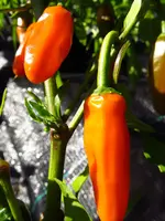pepper_costeno_amarillo.webp