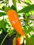 pepper_bulgarian_carrot.jpg