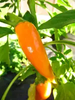pepper_bulgarian_carrot.webp