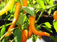 pepper_portokolova_fifironka_0.webp