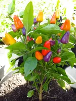 pepper_aurora.webp