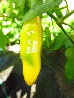 pepper_lemon_drop.webp