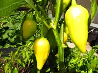 pepper_jamy.webp