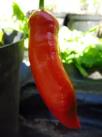 pepper_cap_455.webp