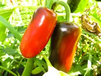 pepper_jalastar_f1.webp