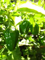 pepper_habanero.webp