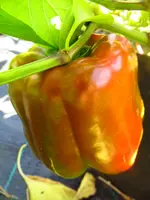 pepper_bendigo_f1.webp