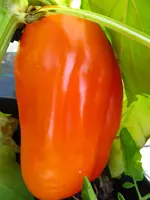 pepper_bianca_f1.webp