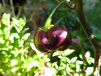 pepper_cgn_21500.webp