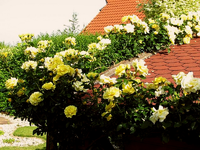 Lucia.webp