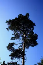 N P 4.webp
