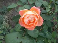 DSCI0592.webp