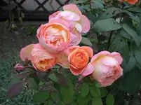 DSCI0594.webp