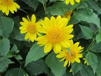 085.webp