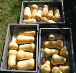 Butternut.webp