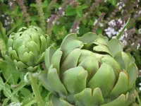 083.webp