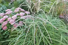 2012_0920Sommer0022.webp