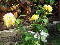 DSCI0569.webp