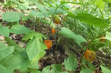2012_0916Sommer0051.webp