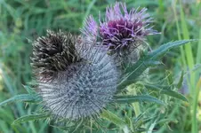 2012_0918Sommer0047.webp