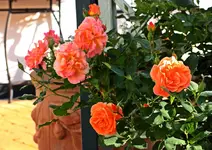 Orange Dawn blüht immer noch_1000.webp