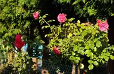 Hochstamm Rosarium Uetersen in der zweiten Blüte_1000.webp