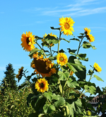 Evaka.webp