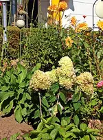 blühende Dahlien und Hortensie Limelight_500.webp